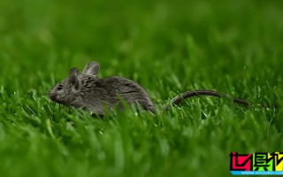 老特拉福德 多处被检查出有老鼠痕迹，曼联 食安等级下调至2星